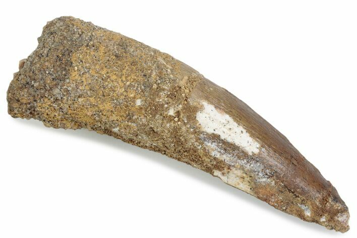 Fossil Spinosaurus Tooth - Real Dinosaur Tooth #376392
